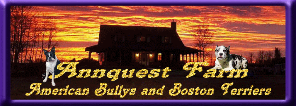 Annquest Farm Bullys and Bostons